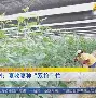 迪比郡最后时刻绝杀瓦伦西亚，固步自封前进的简单介绍